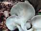 Nyári laskagomba (Pleurotus pulmonarius), Budai-hegység